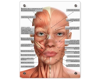 Facial Muscles Labeled, Cosmetic Injector Tool, Facial Anatomy Visual Aid, Facial Muscles Acrylic Dry-Erase Board, Med-Spa Wall Art