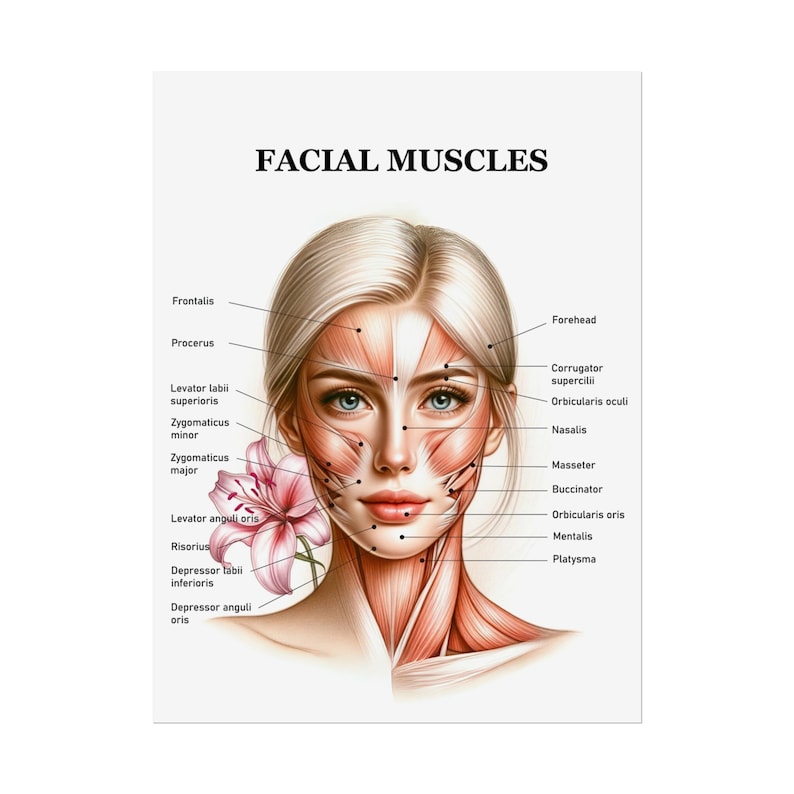 Female Facial Anatomy Muscles Rolled Poster, Medspa Nurse Injector