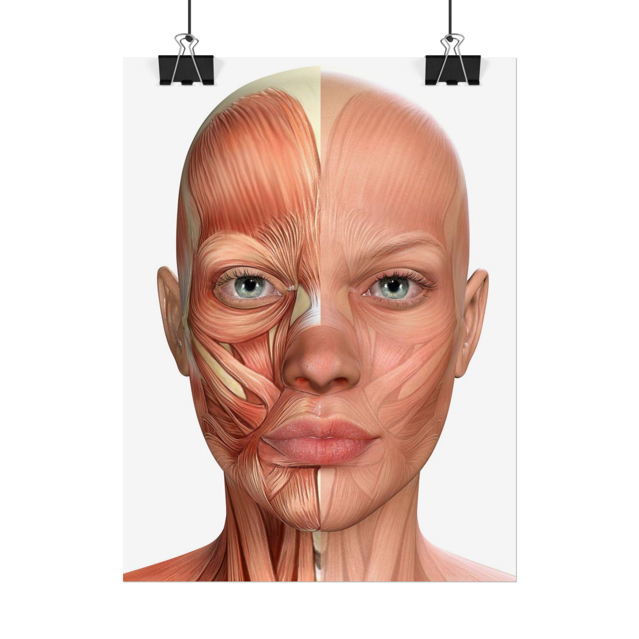 Facial Anatomy Muscles - Rolled Poster - Etsy
