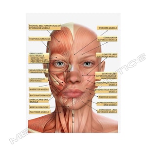 Customized with Logo Female Facial Anatomy Muscles Rolled Poster, MedSpa Nurse Injector Poster, Neurotoxin Botox Poster