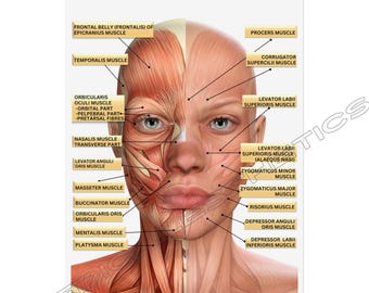 Customized with Logo Female Facial Anatomy Muscles Rolled Poster, MedSpa Nurse Injector Poster, Neurotoxin Botox Poster