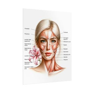 Póster de músculos de la anatomía facial femenina, póster de enfermera inyectora de MedSpa, póster de neurotoxina bótox