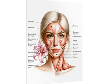 Female Facial Anatomy Muscles Rolled Poster, MedSpa Nurse Injector Poster, Neurotoxin Botox Poster