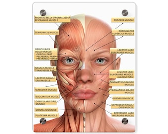 Facial Muscles Labeled, Cosmetic Injector Tool, Facial Anatomy Visual Aid, Facial Muscles Acrylic Dry-Erase Board, Med-Spa Wall Art