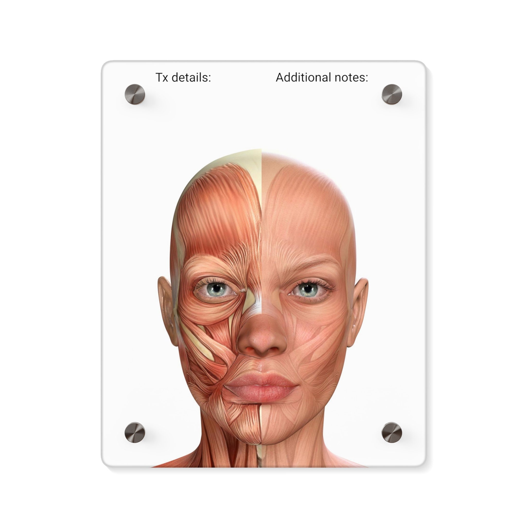 Charting Injector Face Facial Anatomy Acrylic Dry Erase Board for Note Taking/charting, Facial ...