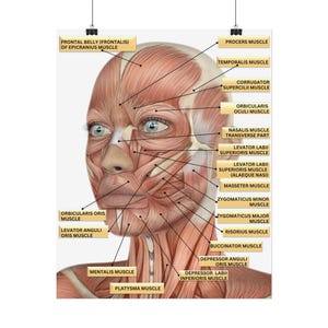 Female Facial Anatomy Muscles Rolled Poster, MedSpa Nurse Injector Poster, Neurotoxin Botox Poster