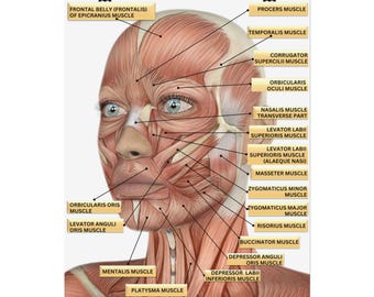 Female Facial Anatomy Muscles Rolled Poster, MedSpa Nurse Injector Poster, Neurotoxin Botox Poster
