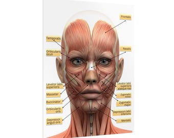 Customized with Logo Female Facial Anatomy Muscles Rolled Poster, MedSpa Nurse Injector Poster, Neurotoxin Botox Poster