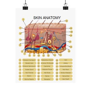 Skin Anatomy Poster, MedSpa Nurse Injector Decor, Esthetician Consultation Tool
