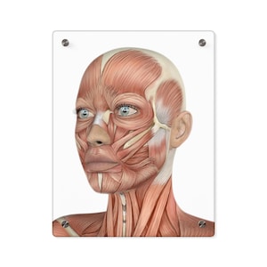Può includere: Stampa anatomica di un volto umano, che mostra la struttura muscolare. L'opera presenta un'illustrazione dettagliata dei muscoli facciali, con un focus sugli strati e sulla disposizione dei muscoli. La stampa è montata su uno sfondo bianco.