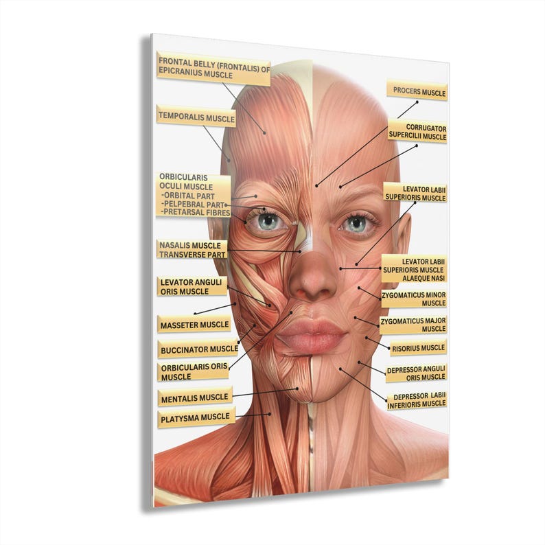 Anatomy Visual AidMuscles Labeled Cosmetic Injector Anatomy Visual AidMuscles Labeled Cosmetic Injector