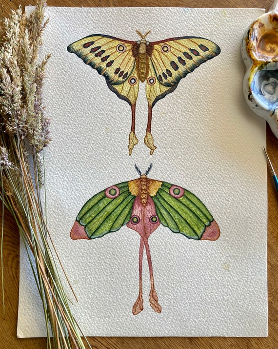 Butterflies Watercolor Print | Colorful Wall Art | Watercolor Painting | Animal Art | Physical Print | AcuarelaMagica
