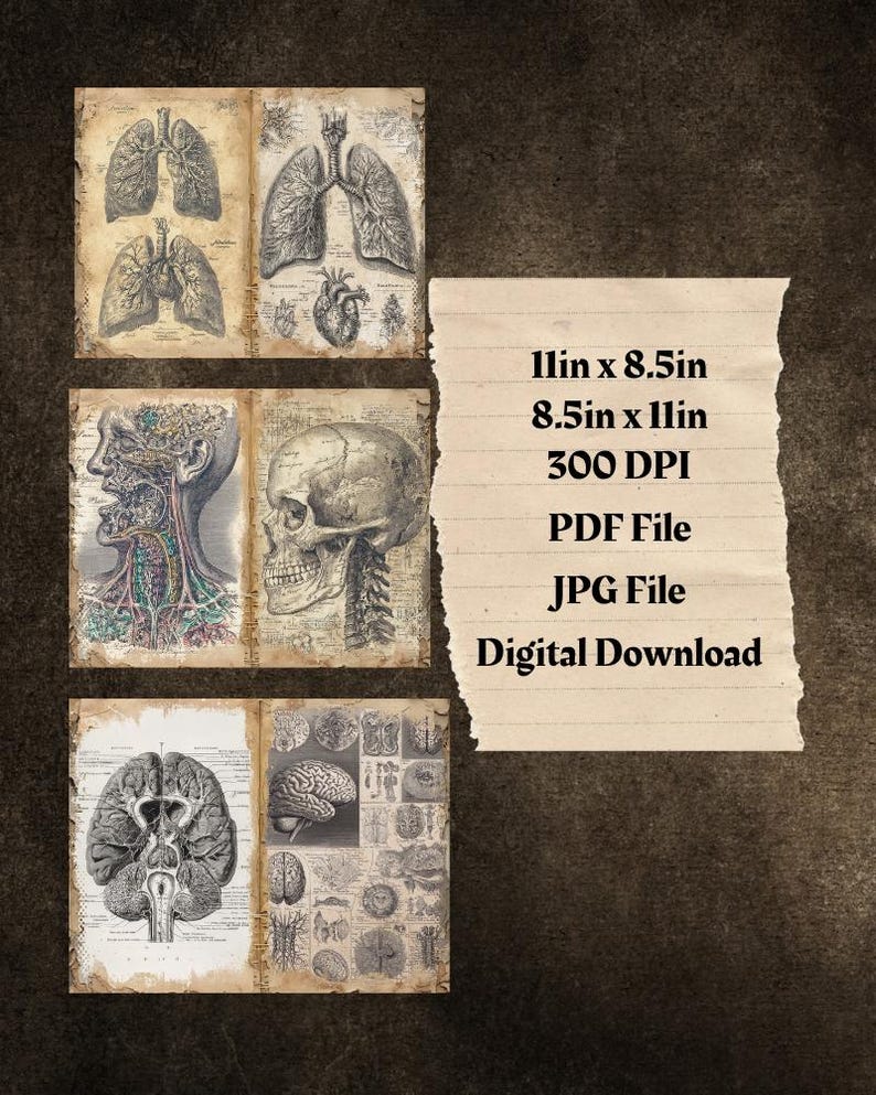 Victorian Anatomy Book Pages, Gothic Medical Ephemera (digital Download ...