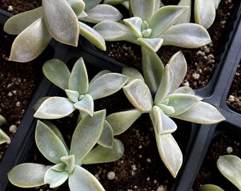 Live Ghost Plant Succulent | Easy Care Indoor Houseplant | 4-Inch Pot