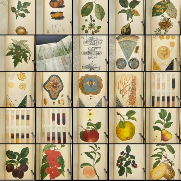 1888 Report of the Commissioner of Agriculture ~ COLOR plates: botany, ornithology, agriculture, forestry, animal husbandry