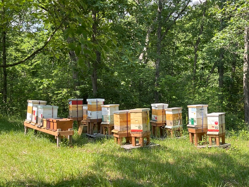 48 Oz Wt Beeloved Honey Jar Raw, Natural and Untouched Etsy