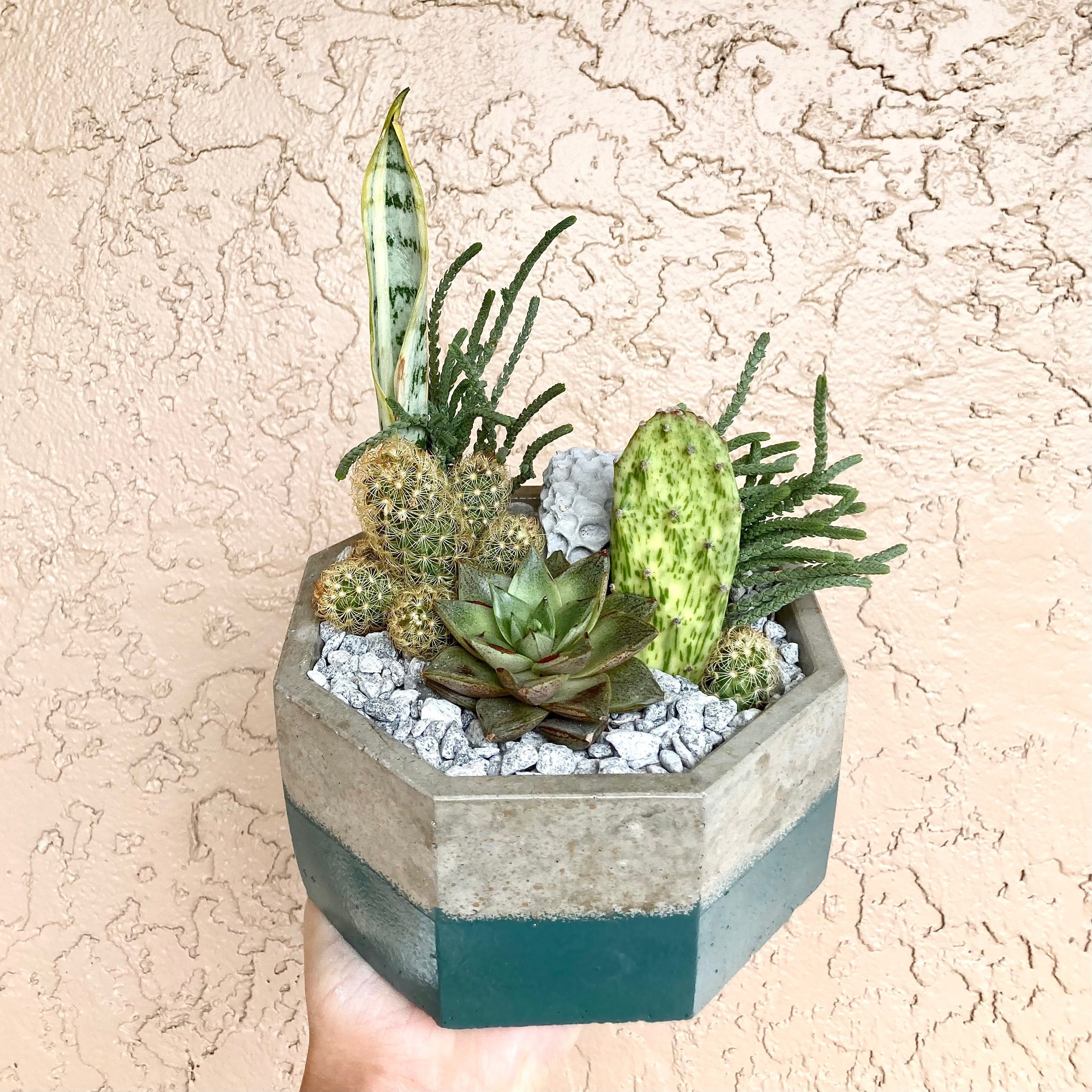 Personalized Concrete Octagon Planter | 3 Patterns - Etsy