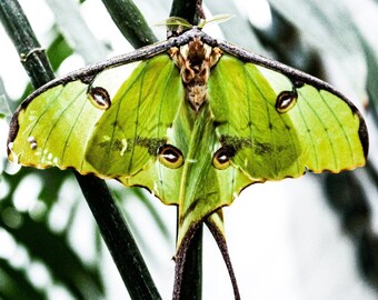 Puede incluir: Una vibrante polilla verde con alas grandes y delicadas, adornadas con marcas en forma de ojo. La polilla tiene un cuerpo marrón y apéndices largos y colgantes. Se posa sobre un tallo verde oscuro, con un fondo borroso de follaje.