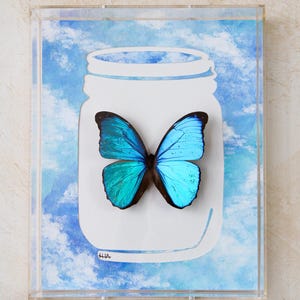 Blauwe morpho in een pot