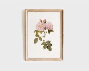 Vintage Rose Print, Floral Wall Art, French Botanical Poster, Neutral Flower Art, Farmhouse Wall Decor, Vintage Flower Painting