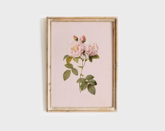 Vintage Pink Rose Botanical Print: French Country Farmhouse (Digital Download)