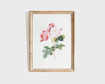 Vintage Rose Print, French Botanical Art, Farmhouse Decor (Digital Download)