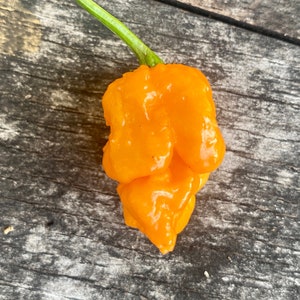 Orange 7 Pot Primo Pepper Seeds