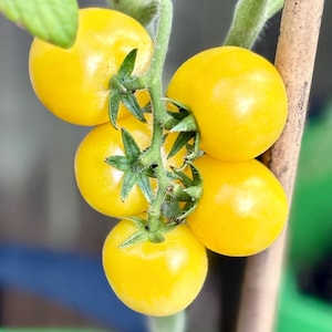 Desert Star Dwarf Tomato Seeds Florida Grown
