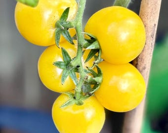 May include: A close-up of a cluster of ripe, yellow cherry tomatoes on the vine. The tomatoes are round and smooth, with green stems and leaves. The background is blurred, highlighting the vibrant yellow fruit.