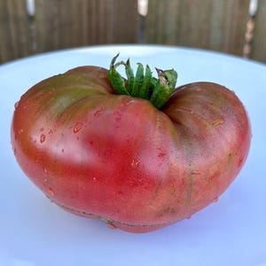 Crimson Sockeye Dwarf Tomato Seeds Florida Grown