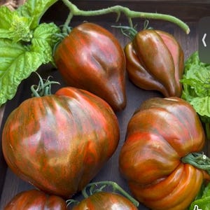 Rebel Starfighter Marshas Heart Tomato Seeds Florida Heat Friendly