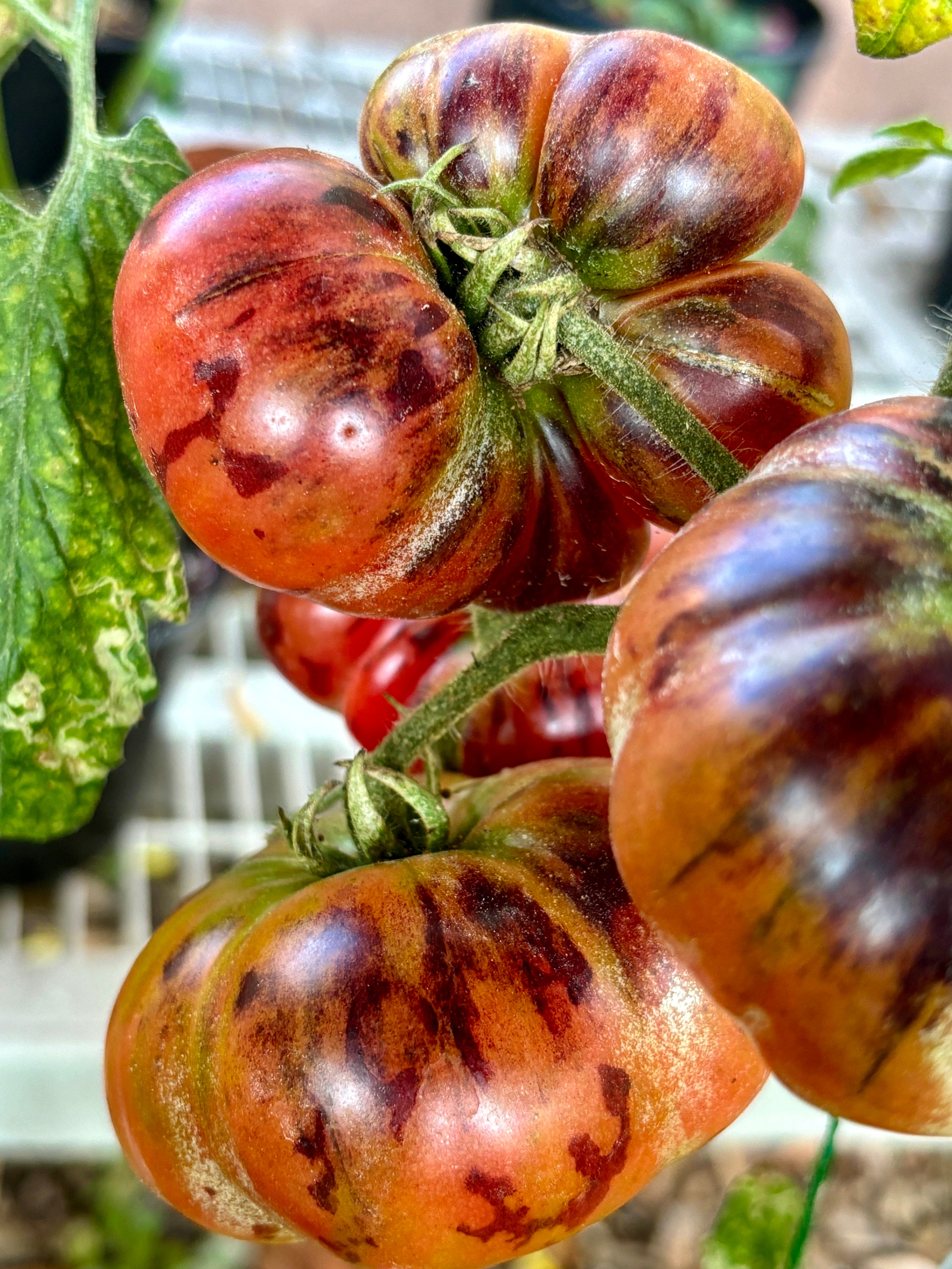 Chupa Chups PINK Tomato Seeds Florida Heat Friendly - Etsy