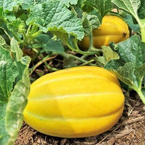 May include: A close-up of a ripe, yellow melon with a ribbed texture, nestled among vibrant green leaves. The melon is oval-shaped and appears to be growing in a garden setting. The image highlights the natural colors and textures of the fruit and foliage.