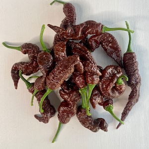 Chocolate Primotalii Hot Pepper Seeds Extreme Heat