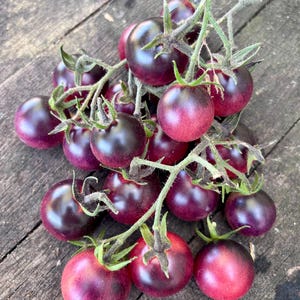 Just Can’t Get Enough Cherry Tomato Seeds - Florida Heat Friendly