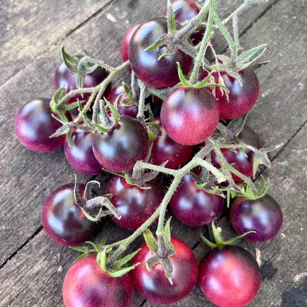 Just Can’t Get Enough Cherry Tomato Seeds - Florida Heat Friendly