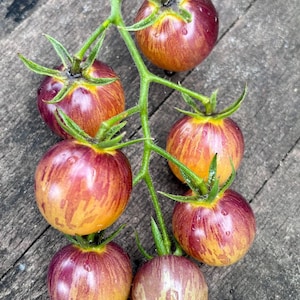 What ‘Cha Want Tomato Seeds by Bill Yoder Beastie Boys Line Florida Heat Friendly