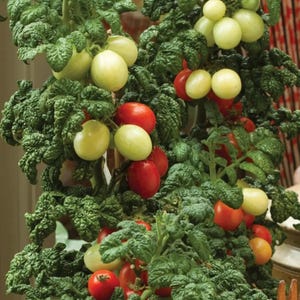 Patio Plum Micro Dwarf Tomato Seeds Florida Grown