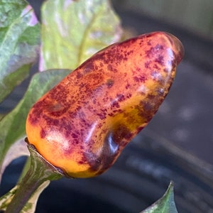 Tiger Jalapeño Pepper Seeds