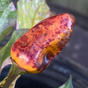 Purple Tiger Jalapeño Pepper Seeds