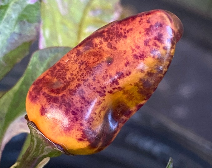 thumbnail image 2 of Frontier Seed Company Purple Jalapeno Hot Chili Pepper Seeds – Non-GMO Heirloom 2 of 5