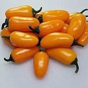 Pumpkin Spice Jalapeño Pepper Seeds 10+ Florida Grown