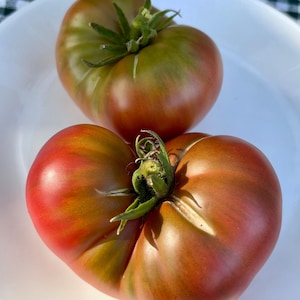 Wild Fred Dwarf Tomato Seeds Florida Grown