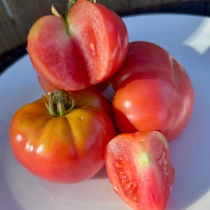 Arctic Rose Dwarf Tomato Seeds Florida Grown