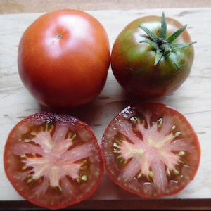 Sleeping Lady Dwarf Tomato Seeds Florida Grown
