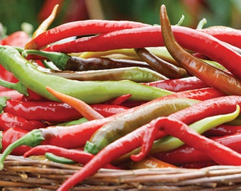 Thai Dragon Hot Pepper