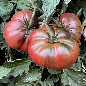 Black Sea Man Russian Heirloom Tomato Seeds Florida Friendly