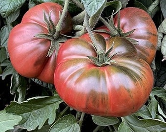 Black Sea Man Russian Heirloom Tomato Seeds Florida Friendly