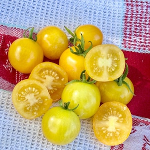 Hahms Gelbe Micro Dwarf Tomato Seeds Florida Grown
