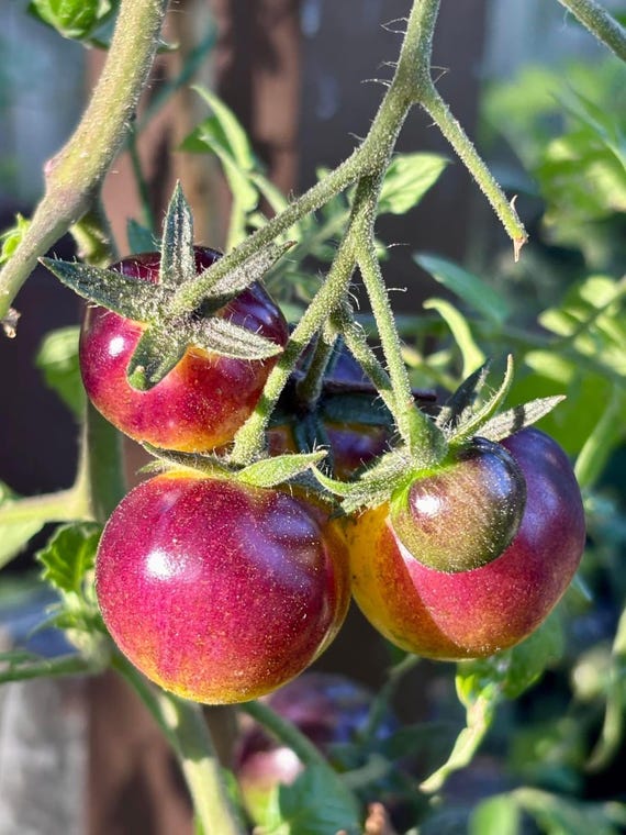 Never Let Me Down Cherry Tomato Seeds: Florida Heat Friendly - Etsy